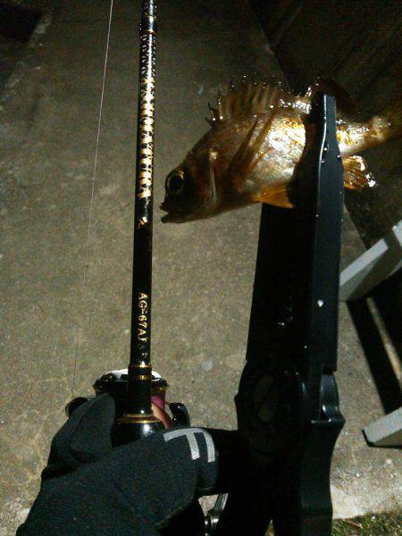 茶メバと黒メバ